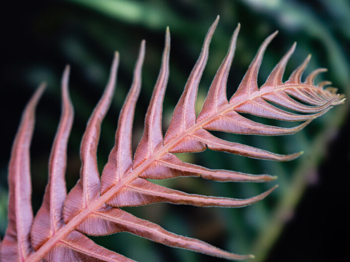 Sony FE 100mm F/2.8 STF GM OSS